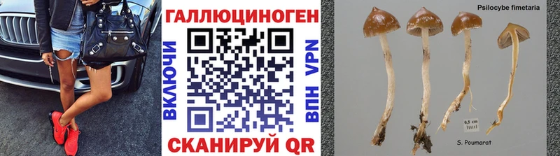 кракен   где купить наркоту  Канаш  Псилоцибиновые грибы GOLDEN TEACHER 